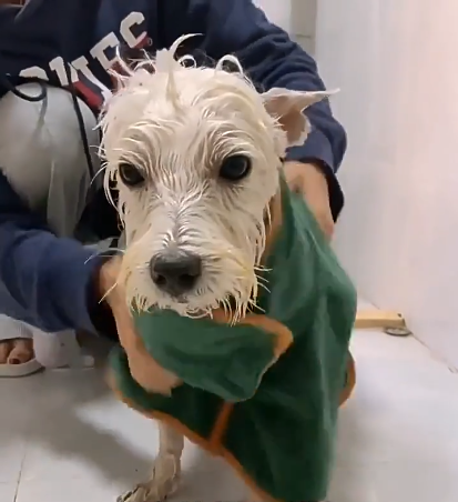 CuddleSoft Pet Drying Robe